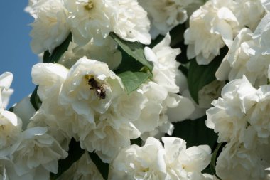 Yasemin çiçekleri çalılıklarda açar güneşli bir günde