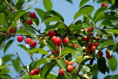 Daldaki kirazlar. Bahçedeki dala sabah çiğ damlalarıyla olgunlaşmış kiraz taneleri. Meyve bahçesinde kara kirazlar. Amarelles yazın sprey kullanıyor..
