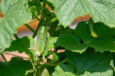 Köydeki bir bahçede salatalıklar. Şebekede salatalık felaketi. Açık havada salatalık yatağı.