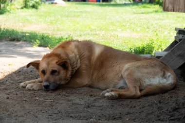 Üzgün suratlı köpek. Üzgün Avustralyalı çoban. Üzgün köpek gözleri.