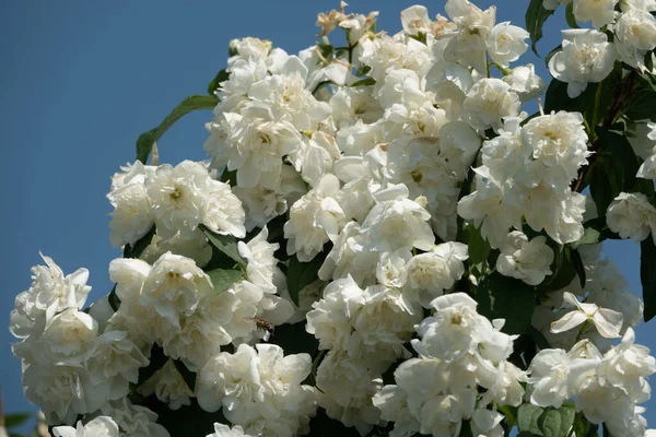 Jasmine Flowers Blossoming Bush Sunny Day — Stock Photo, Image