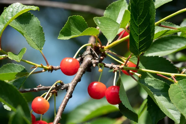 Cerezas Agrias Rama Maduración Cereza Agria Con Gotas Rocío Por — Foto de Stock