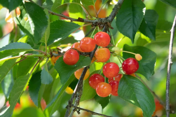 Cerezas Agrias Rama Maduración Cereza Agria Con Gotas Rocío Por — Foto de Stock