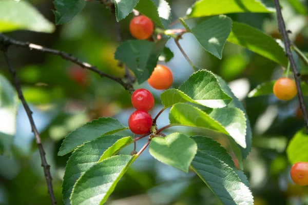 Cerezas Agrias Rama Maduración Cereza Agria Con Gotas Rocío Por — Foto de Stock