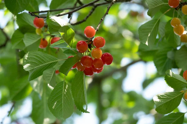 Cerezas Agrias Rama Maduración Cereza Agria Con Gotas Rocío Por — Foto de Stock