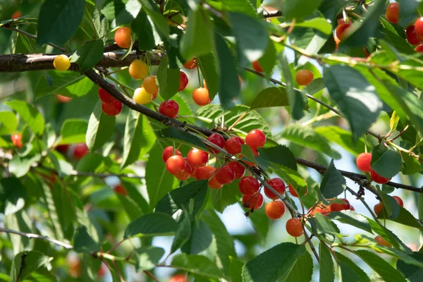 Cerezas Agrias Rama Maduración Cereza Agria Con Gotas Rocío Por — Foto de Stock