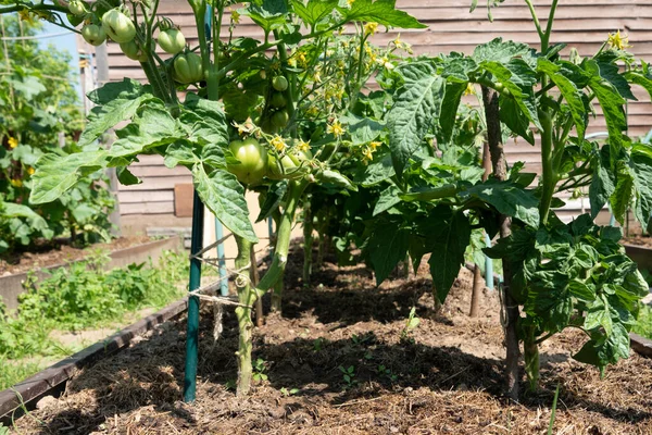 Rote Tomaten Sommergarten Rote Reife Tomatenfrüchte Wachsen Auf Dem Feld — Stockfoto