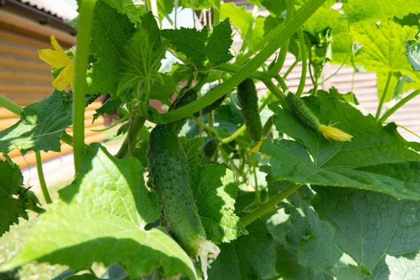 Cucumbers Garden Village Scourge Cucumbers Grid Bed Cucumbers Open Air — Stock Photo, Image