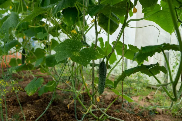 Köydeki Bir Bahçede Salatalıklar Şebekede Salatalık Felaketi Açık Havada Salatalık — Stok fotoğraf