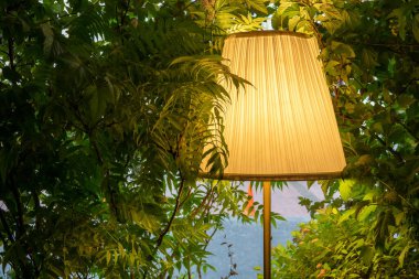 Güneş ışınları sisli ormandaki ağaçların arasından akıyor.