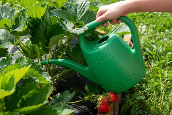 Jardim Orgânico Com Irrigação Plantas Pequenas — Fotografia de Stock