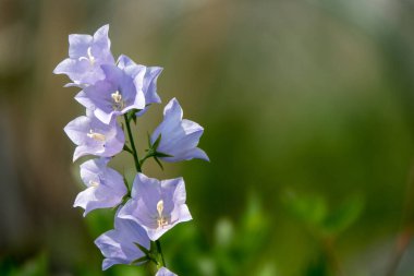 Güzel bir ışık ve derin bir tarla ile çan çiçeğini kapat.