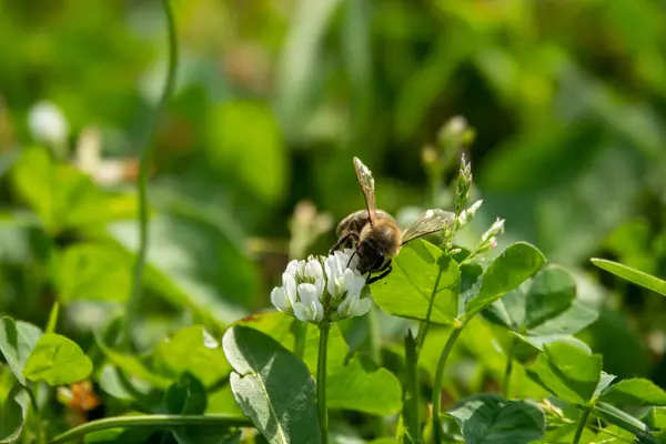 Méhecske Közelsége Munka Fehér Lóhere Virág Gyűjtése Pollen — Stock Fotó