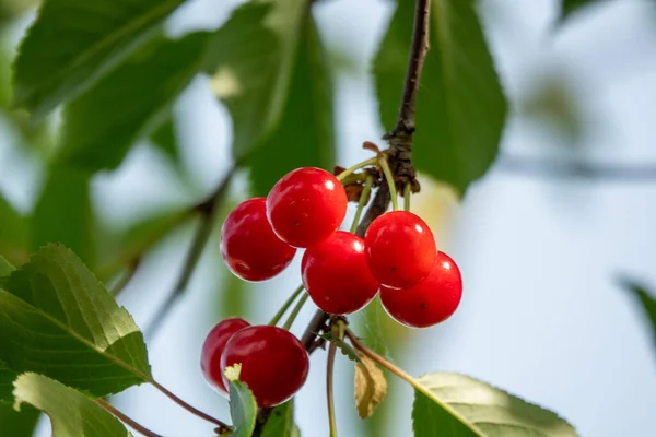 Cerezas Agrias Rama Maduración Cereza Agria Con Gotas Rocío Por — Foto de Stock