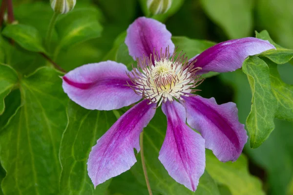 Clematis Piilu Clematis Flor Grande Precoce Nome Latino Clematis Piilu — Fotografia de Stock