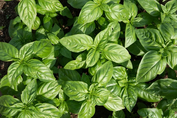 Fresh Basil Dark Background Green Basil Green Basil Dark Background — Stock Photo, Image