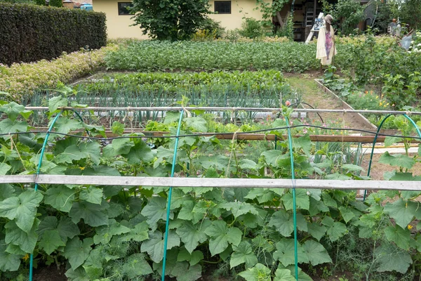 Jardín de verduras a finales de verano. Hierbas, flores y verduras en el jardín formal patio trasero. Jardinería ecológica —  Fotos de Stock