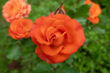 Arka planda pembe gül çiçekleri olan pembe gül çiçekleri. Doğa.