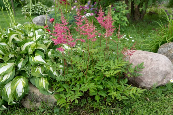 Astilbe Saxifragaceae Işıltılı olmayan bir çiçek Yaz güzel dokusu bulanık arkaplan Sahte Spiraea, tuzla