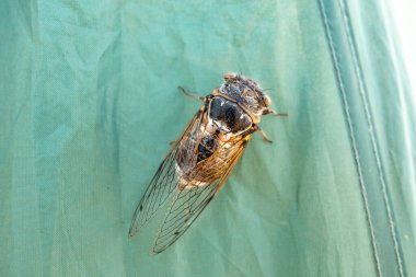 Ağustos böceği, ağustos böceği, ağustos böceği, ağustos böceği bir dala oturur.