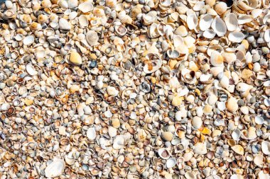 Kırım Yarımadası. Koktebel. Cape Hameleon 'da. Karadeniz kıyısında.