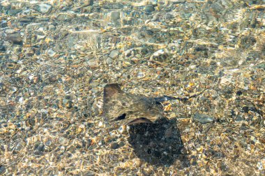 Stingray düz bir deniz balığıdır. Işınlar derin su balıklarına kayar. Stingray su altında yüzüyor. Mavi sudaki kramp balığı. Üst görünüm.