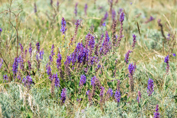 Крымский полуостров. Коктебель. Мыс Хамелеон. Береговая линия Черного моря