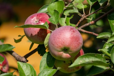 Bir elma ağacının dallarında yetişen bir grup organik kırmızı elmaya yakın çekim.