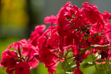 Sürünen phlox Phlox subulata, yosun phlox olarak da bilinir..