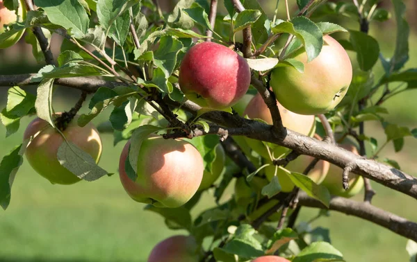 Zbliżenie Kilku Bio Organicznych Czerwonych Jabłek Rosnących Gałęziach Jabłoni — Zdjęcie stockowe