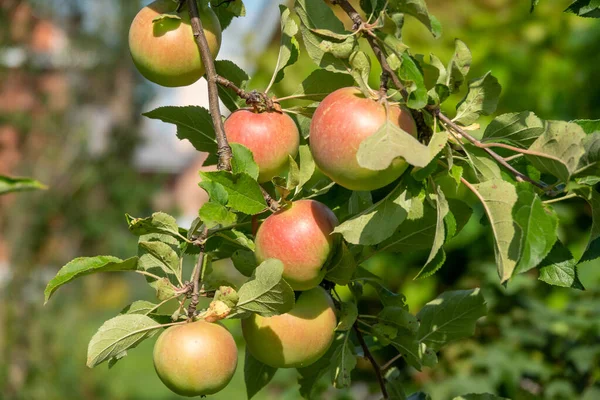 Zbliżenie Kilku Bio Organicznych Czerwonych Jabłek Rosnących Gałęziach Jabłoni — Zdjęcie stockowe