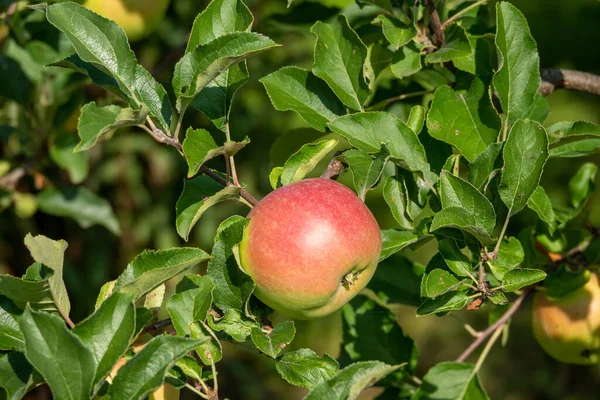 Zbliżenie Kilku Bio Organicznych Czerwonych Jabłek Rosnących Gałęziach Jabłoni — Zdjęcie stockowe