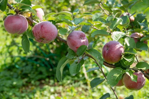 Zbliżenie Kilku Bio Organicznych Czerwonych Jabłek Rosnących Gałęziach Jabłoni — Zdjęcie stockowe