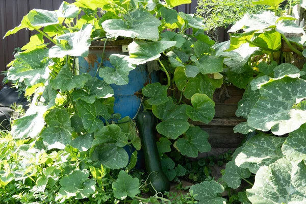 Bahçede Yeşil Yaprakların Kirpiklerin Arasında Portakal Kabağı Yetişir — Stok fotoğraf