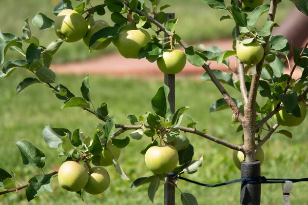 Zbliżenie grona bio organicznych czerwonych jabłek rosnących na gałęziach jabłoni w sadach — Zdjęcie stockowe