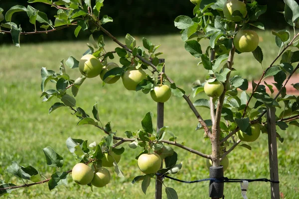 Zbliżenie grona bio organicznych czerwonych jabłek rosnących na gałęziach jabłoni w sadach — Zdjęcie stockowe