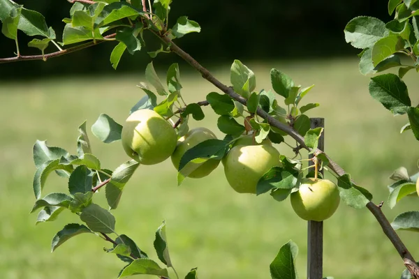 Zbliżenie grona bio organicznych czerwonych jabłek rosnących na gałęziach jabłoni w sadach — Zdjęcie stockowe