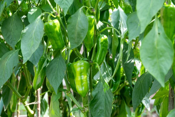 Rohadt zöldbors. Botritisz-fertőzés. A paprika és a paprika betegsége. Sérült gyümölcs a bokorban. Növényi veszteség — Stock Fotó