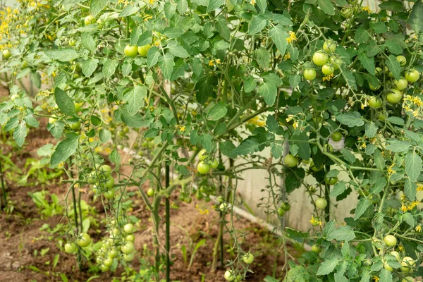 Ripe and unripe grape tomatoes in hydroponics farm ecology concept — Stock Photo, Image