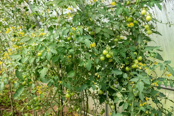 Tomates de uva maduros e inmaduros en concepto de ecología agrícola hidropónica —  Fotos de Stock