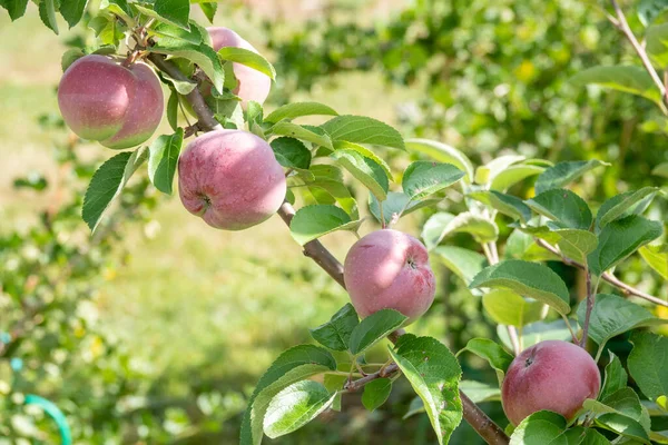 Zbliżenie grona bio organicznych czerwonych jabłek rosnących na gałęziach jabłoni w sadach — Zdjęcie stockowe