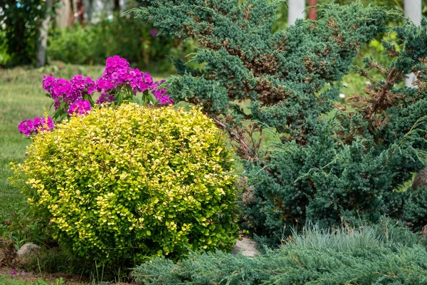 The backjard with group of bushes and plants: juniper, phlox, peony, thuja, barberry in front of house wall. Garden design — Stock Photo, Image