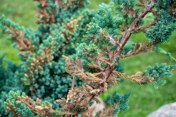 Chinese juniper Hetzi Glauca - Latin name - Juniperus chinensis Hetzi Glauca — Stock Photo, Image