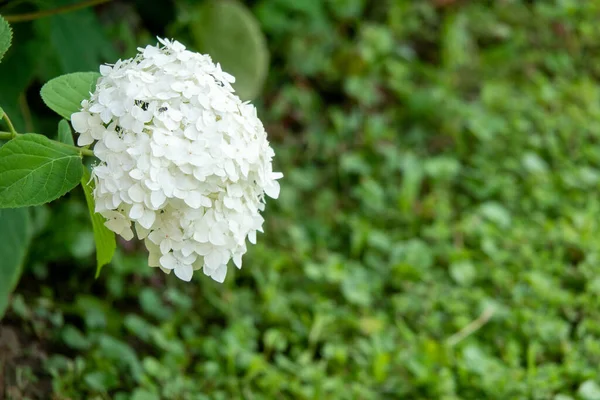 Bouquet of white hydrangea flower blossom in morning garden and green background — Stock Photo, Image