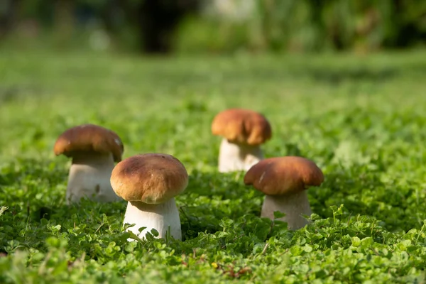 Cep Cogumelo Crescer Clareira Floresta Bela Estação Outono Porcini Musgo — Fotografia de Stock