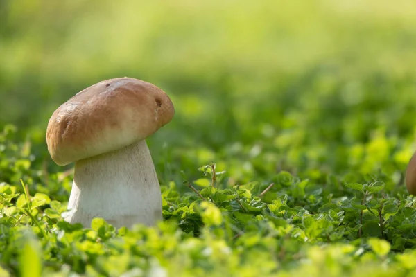 Cep Cogumelo Crescer Clareira Floresta Bela Estação Outono Porcini Musgo — Fotografia de Stock