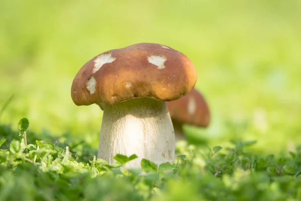 Cep Mantarı Ormandaki Açıklıkta Yetişir Ağacın Yanındaki Yosunlarda Güzel Bir — Stok fotoğraf