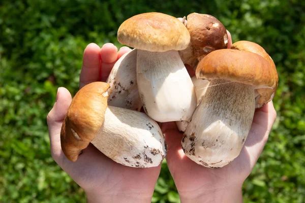 Mujer Sosteniendo Una Gran Cantidad Porcini Fresco Crudo Boletus Edulis — Foto de Stock