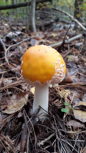 Forest fly agaric. Poisonous mushroom. Forest landscape