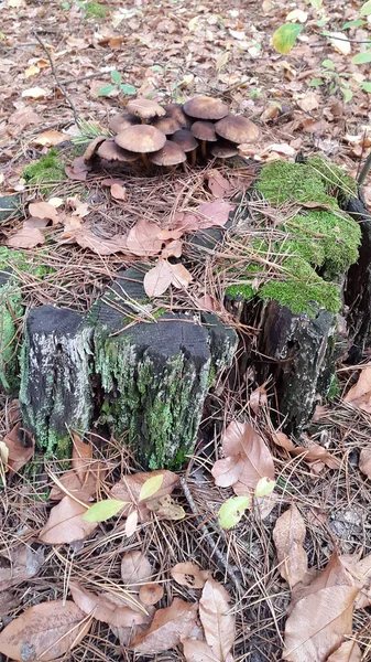 Champignons Toxiques Non Comestibles Toadstools Dans Forêt — Photo